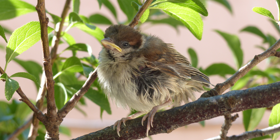 Ein niedlicher brauner Babyvogel späht durch das Dickicht von Ästen und Blättern.
