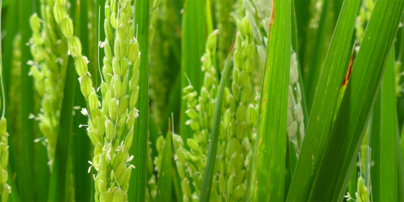 Junger grüner Reis welcher austreibt und in einer Nahaufnahme dargestellt ist.