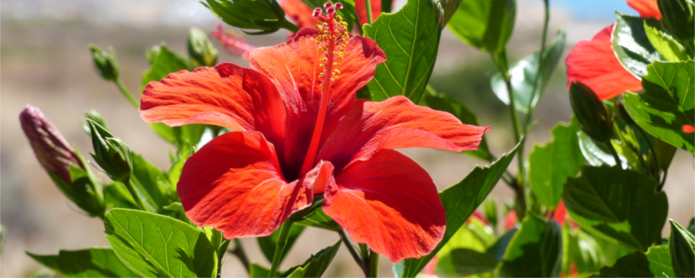 Die Blüte eines roten Hibiskus ist als Nahaufnahme dargestellt!